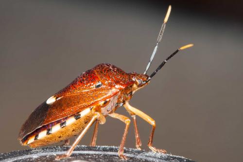 Réf. 250 923 : Anaxarchus badius